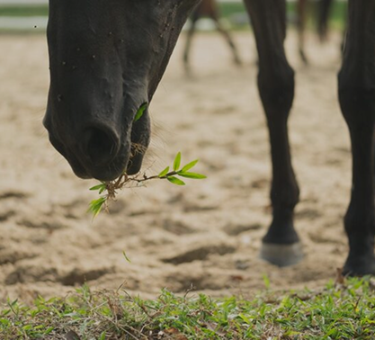 Horse Supplements