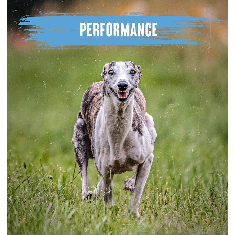 Alpha Adult Performance 15 kg