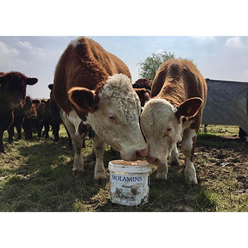 DK Cattle Molamin Bucket 20 kg