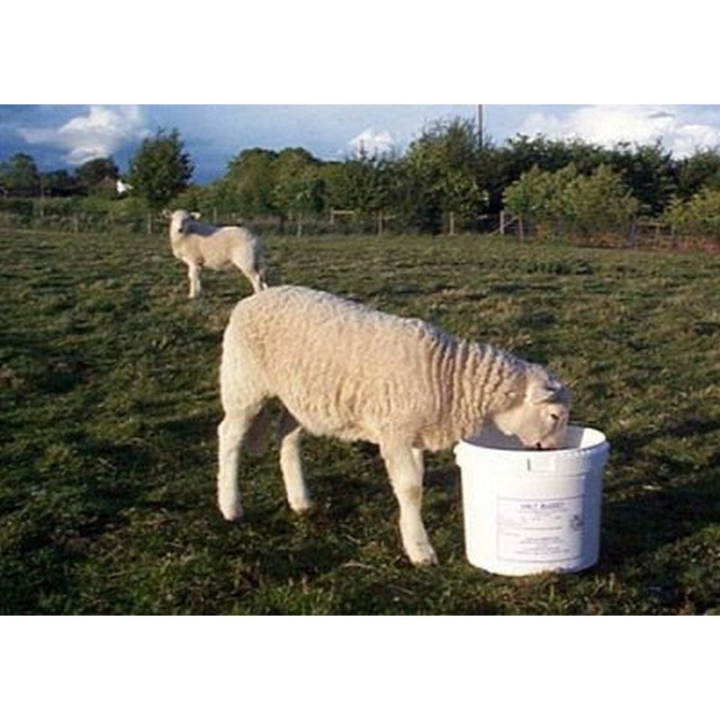 DK Sheep Molamin Bucket 20 kg