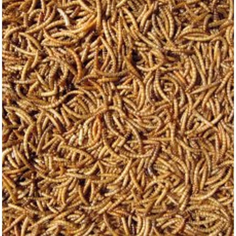 Hutton Mill Mealworms 1 kg